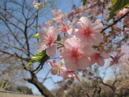 Cherry Blossoms